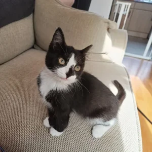 Female kitten - Image 3