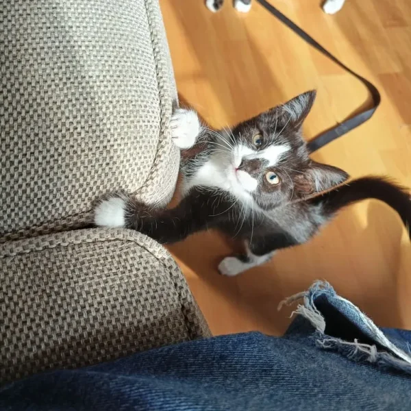 Female kitten