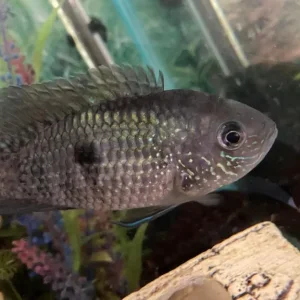 Fish tropical and cold water - Image 2