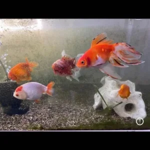 Fish tropical and cold water - Image 3