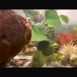 Fish tropical and cold water - Image 4