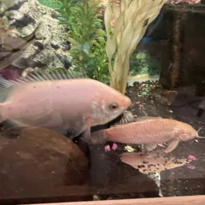 Fish tropical and cold water