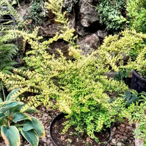 Large gold Lonicera Nitida