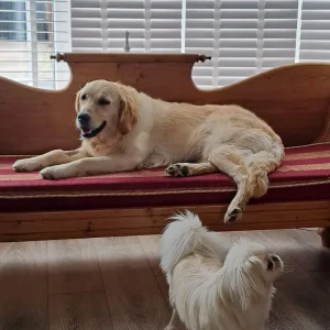 3-year-old golden retriever girl - Image 2