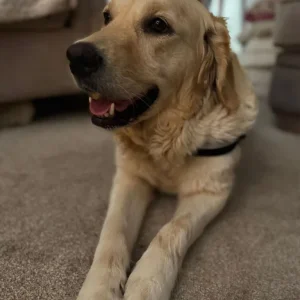 3-year-old golden retriever girl - Image 3
