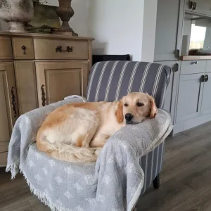 3-year-old golden retriever girl