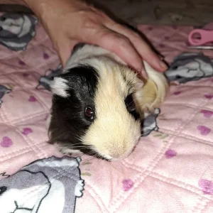Male guinea pig - Image 2