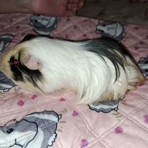 Male guinea pig
