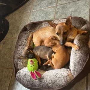 Miniature Jack Russell puppies - Image 2