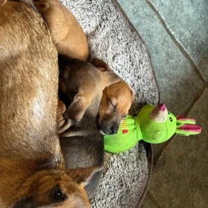 Miniature Jack Russell puppies - Image 5