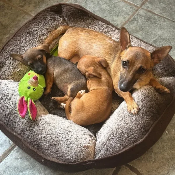 Miniature Jack Russell puppies