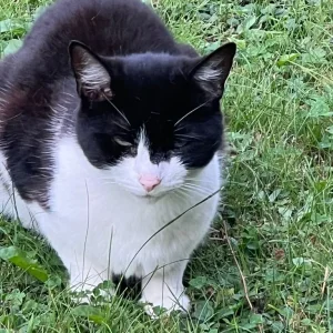 Black and white male cat - Image 2
