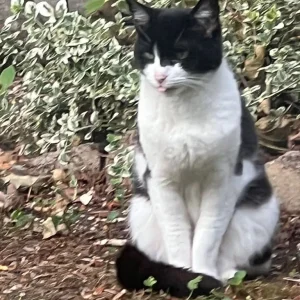 Black and white male cat - Image 3