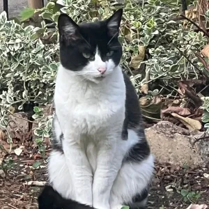 Black and white male cat - Image 4