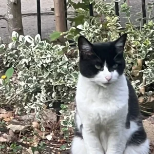 Black and white male cat - Image 5