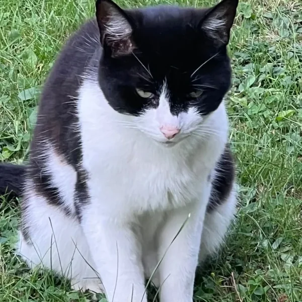 Black and white male cat