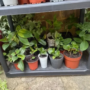 Mixed house plants 🪴 - Image 2