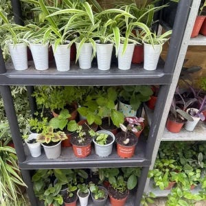 Mixed house plants 🪴 - Image 3