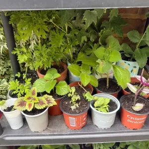Mixed house plants 🪴 - Image 5
