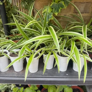 Mixed house plants 🪴 - Image 6