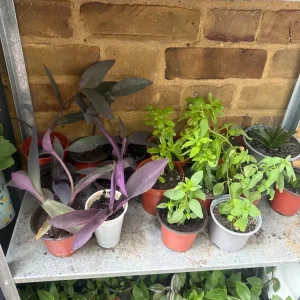 Mixed house plants 🪴 - Image 8