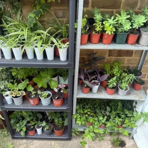 Mixed house plants 🪴