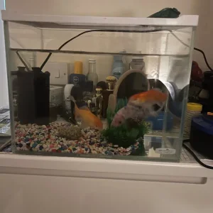 Gold fish air pump and tank - Image 3