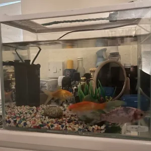 Gold fish air pump and tank