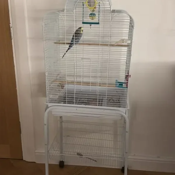 Budgie and cage