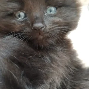 2 female half mainecoon kittens - Image 2