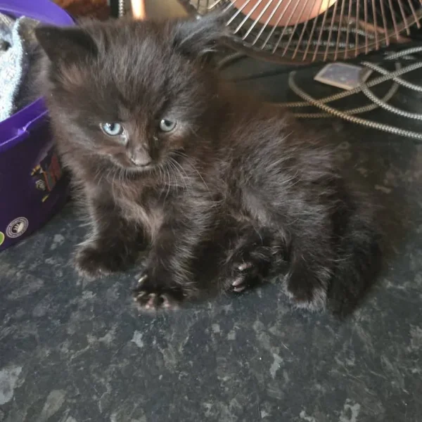 2 female half mainecoon kittens