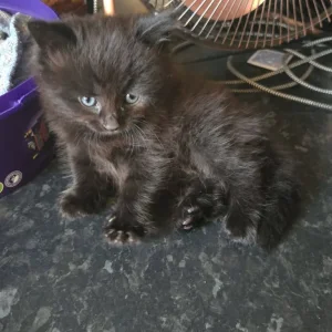 2 female half mainecoon kittens