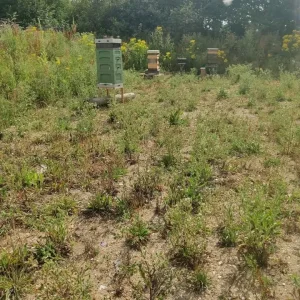 Local Honey with Wild Flowers 2025