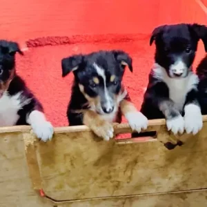 3 Black, White & Tan Border Collie Puppies, 8 Weeks Old - Image 4