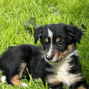 3 Black, White & Tan Border Collie Puppies, 8 Weeks Old