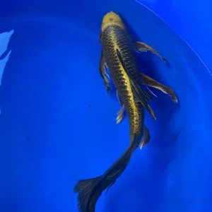Ghost butterfly koi - Image 2