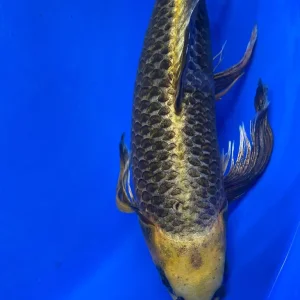 Ghost butterfly koi
