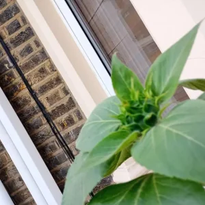 2 Yellow sunflower 🌻 plant healthy and tall - Image 2