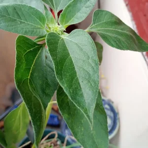 2 Yellow sunflower 🌻 plant healthy and tall - Image 3
