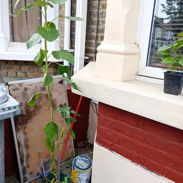 2 Yellow sunflower 🌻 plant healthy and tall