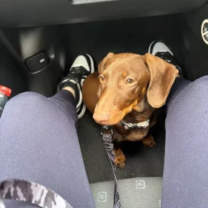 Puppy for sale - Image 3