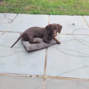Puppy for sale - Image 4