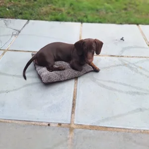 Puppy for sale - Image 5