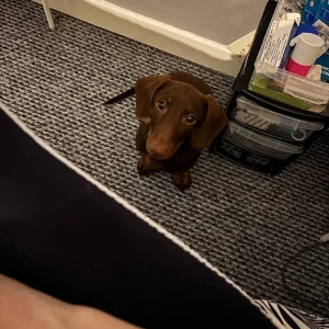 Puppy for sale