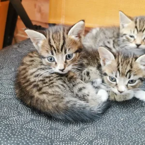 4 kittens - Image 2