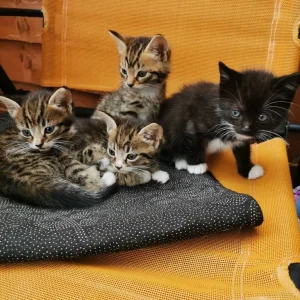 4 kittens - Image 3