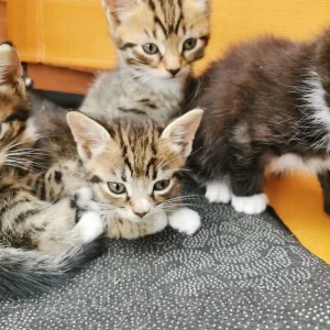 4 kittens - Image 4