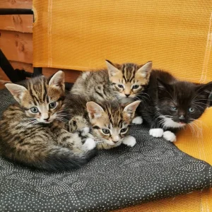4 kittens - Image 5