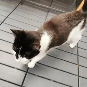 4 kittens - Image 7