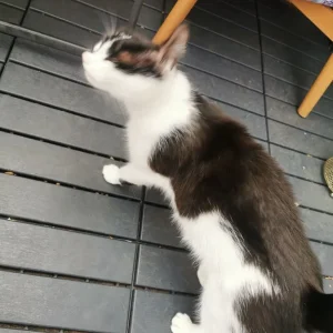 4 kittens - Image 8
